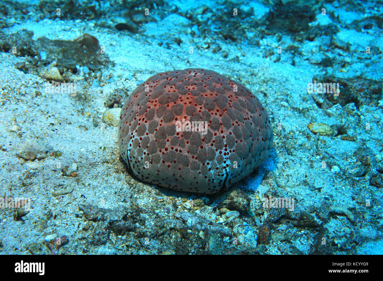 Pin Cushion Sea Star Culcita Schmedeliana Unter Wasser In Die Korallenriffe Stockfotografie Alamy