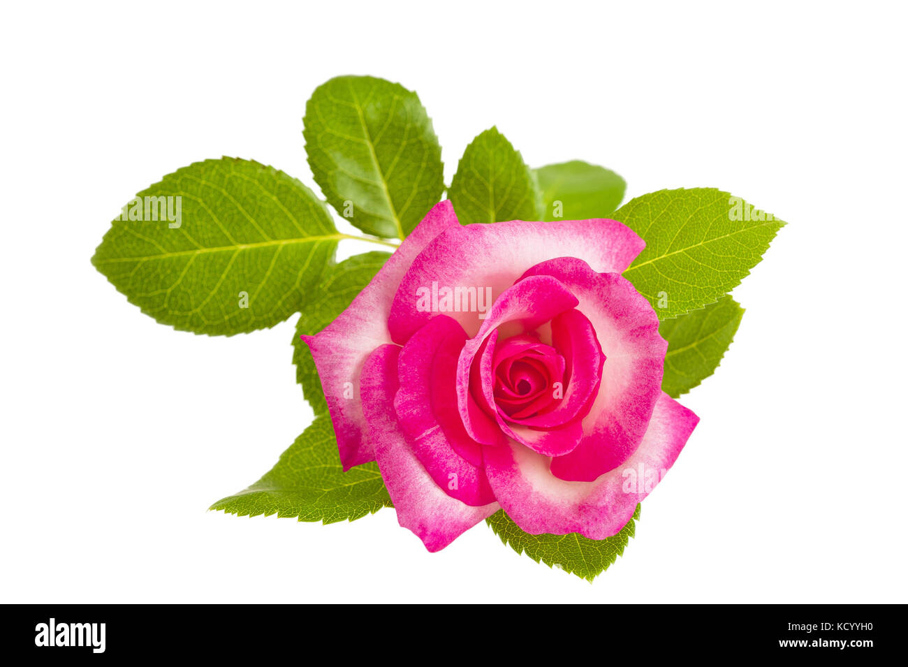 Rosa Rose auf Weiß isoliert Stockfoto