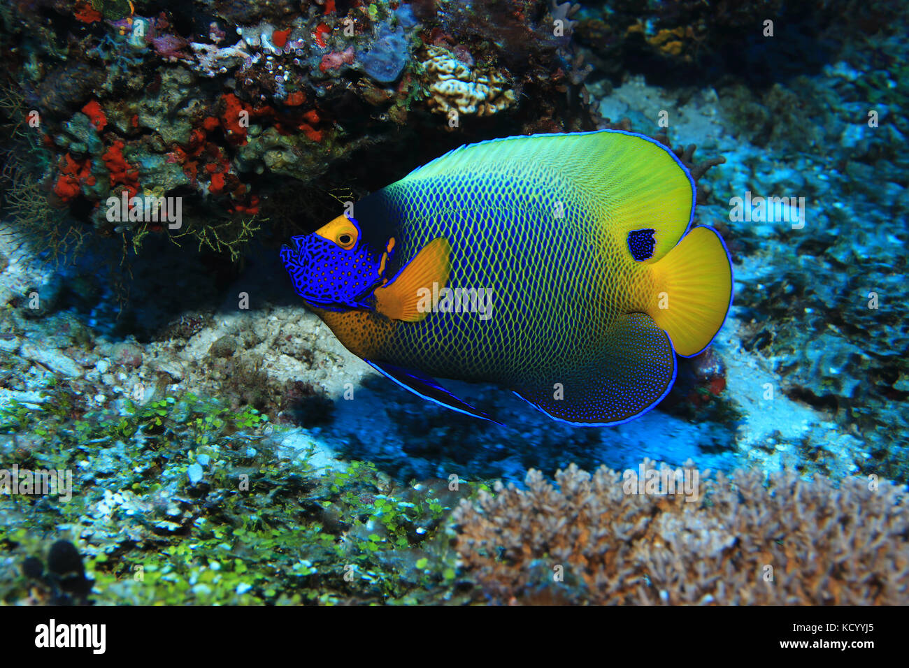 Blueface angelfish (pomacanthus xanthometopon) Unterwasser im Indischen Ozean Stockfoto