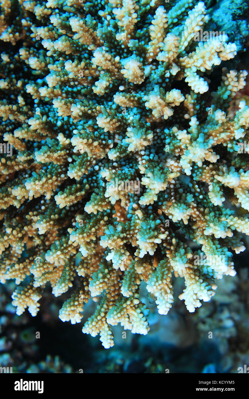 In der Nähe von Stony coral Unterwasser im tropischen Riff auf den Indischen Ozean. Stockfoto