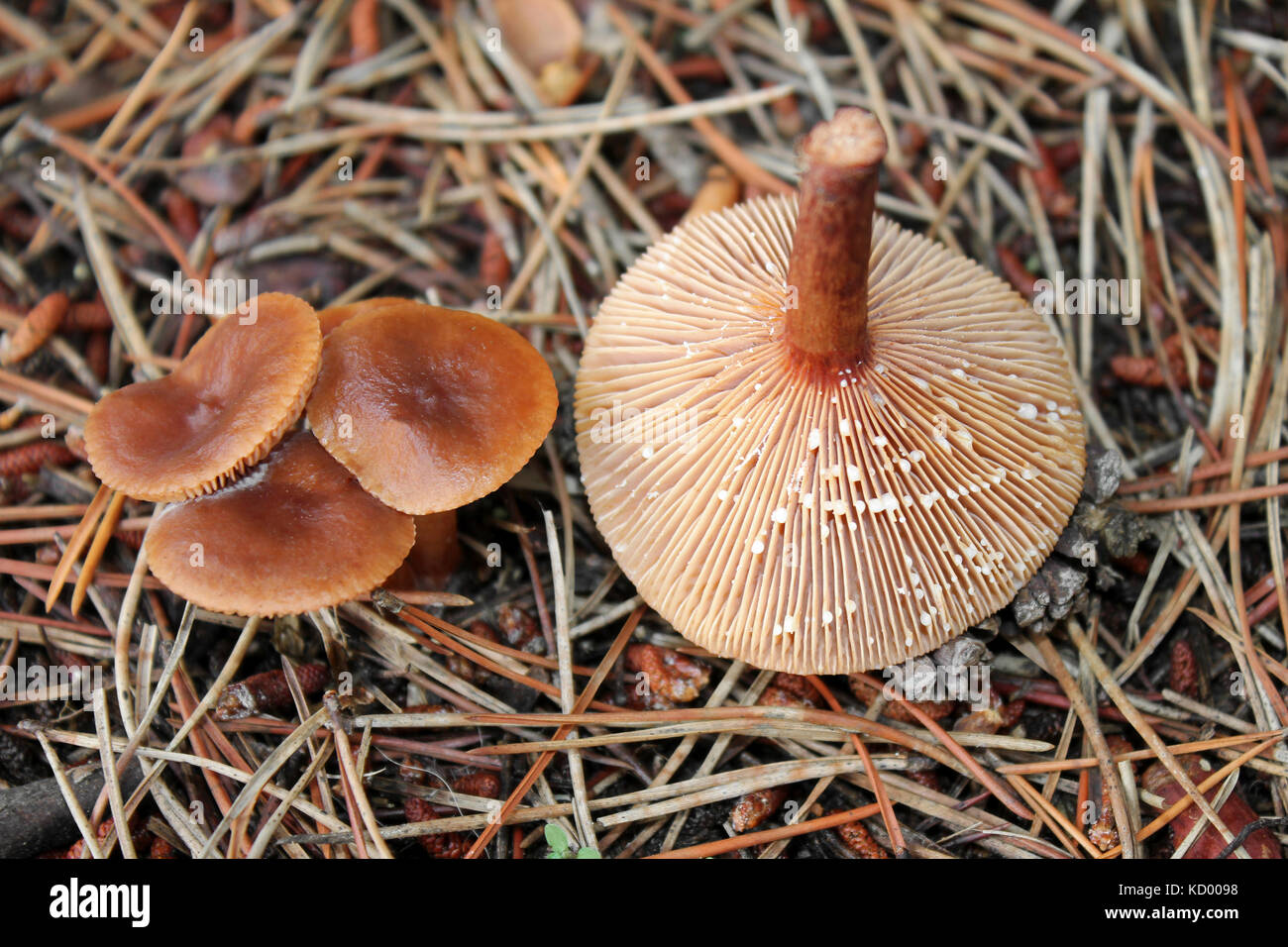 Rufous Milkcap Lactarius rufus zeigt die Milchstraße latex Flüssigkeit sie verströmen, wenn beschädigt Stockfoto