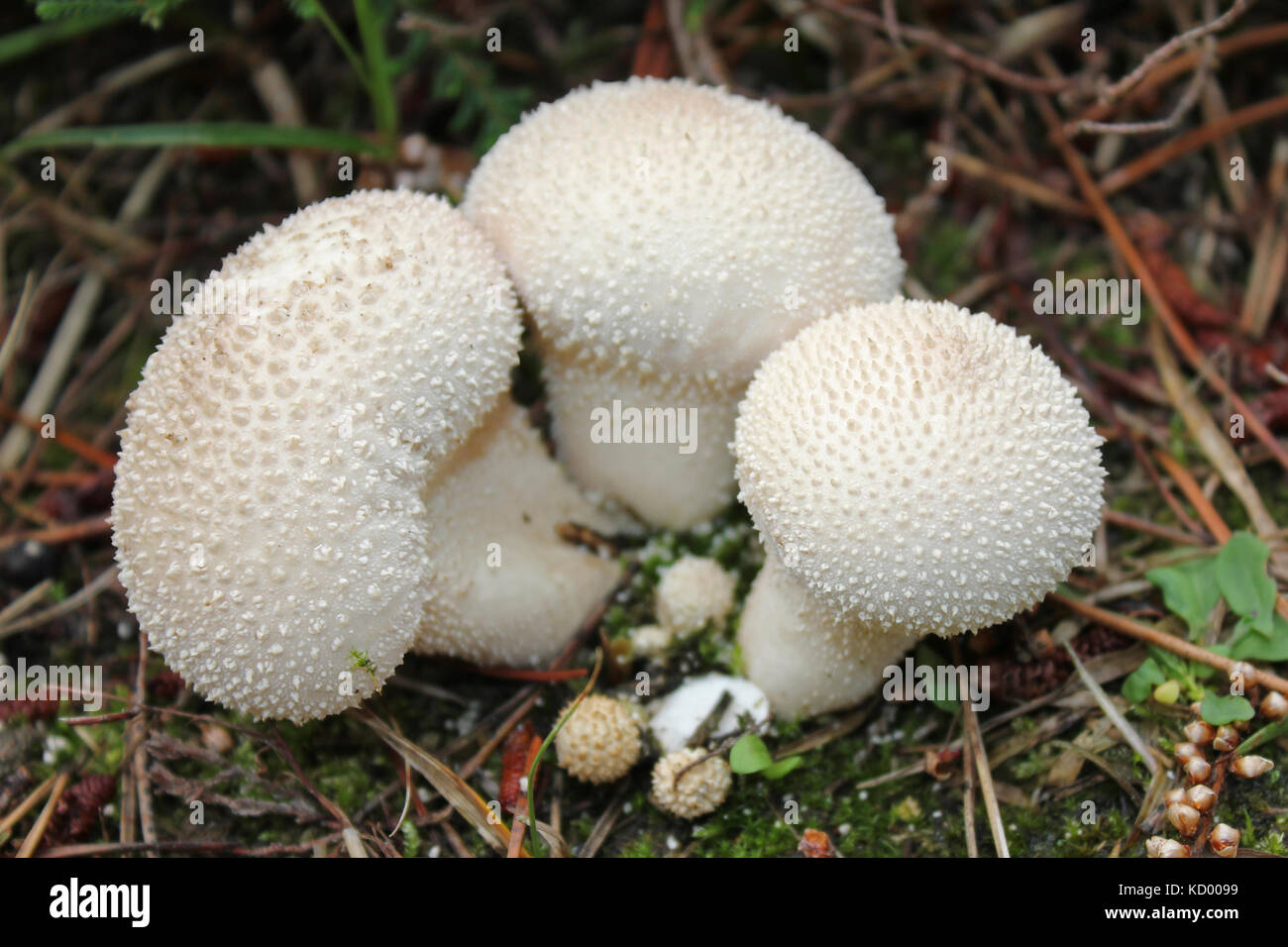 Wiese Puffball (Lycoperdon) Vascellum pratense Stockfoto