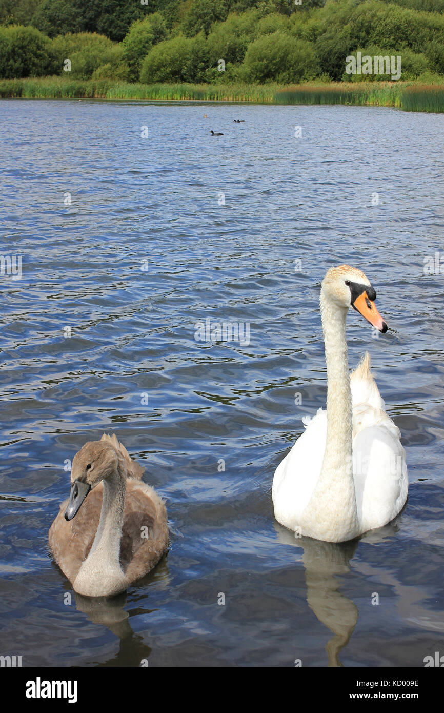 Mute swan Mit Cygnet in Ocker Flash, Wigan blinkt, Großbritannien Stockfoto