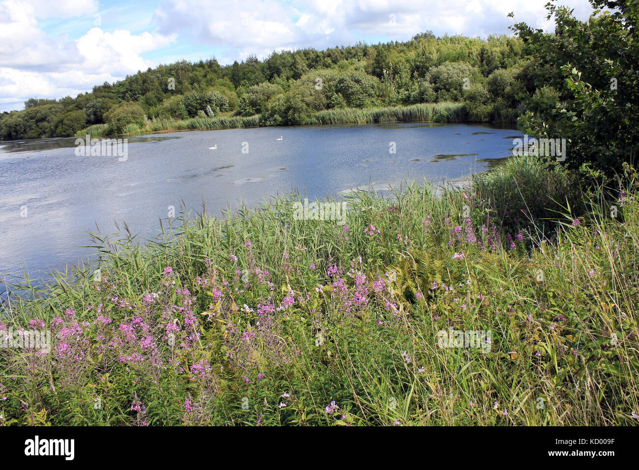Pearsons Flash - Teil von Wigan blinkt Naturschutzgebiet Stockfoto