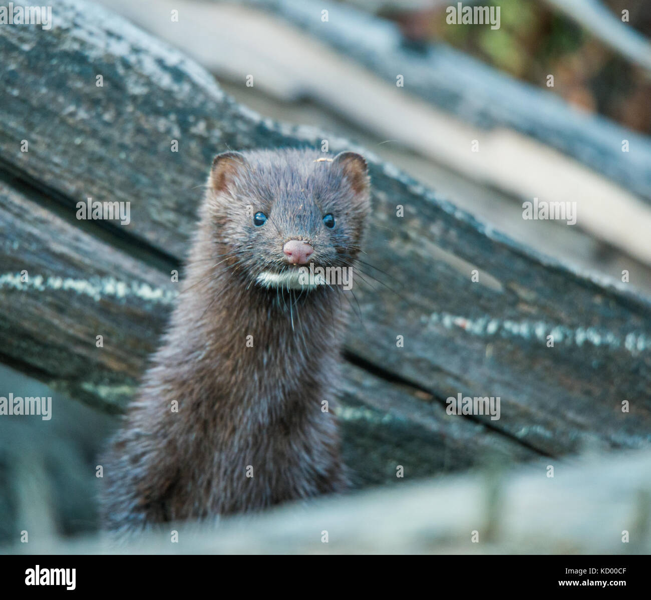 Nerz, North Bay Region North Eastern Ontario Stockfoto