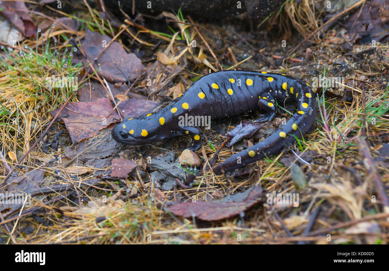 Gefleckte Salamander, ambystoma Maculatum, West Nipissing, North Eastern otario, Kanada Stockfoto