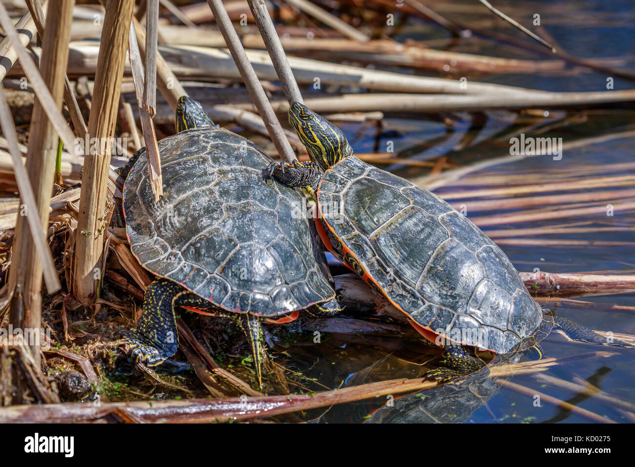 Western malte Schildkröten, Oak Hammock Marsh, Manitoba, Kanada Stockfoto