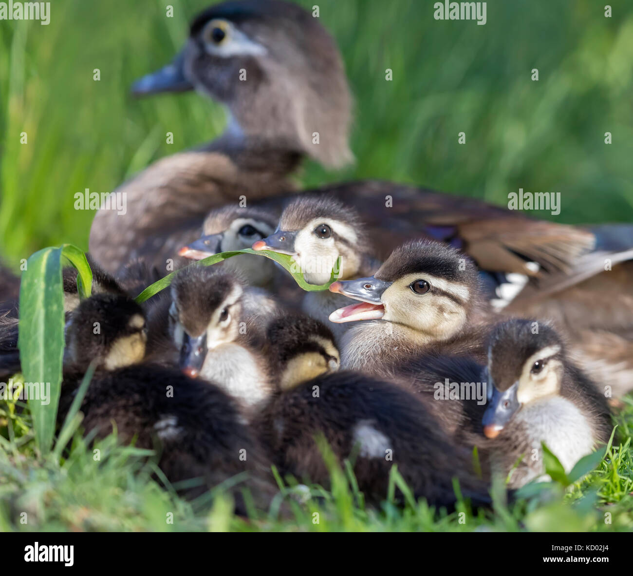 Holz Entenküken Fütterung auf Gras, Manitoba, Kanada Stockfoto