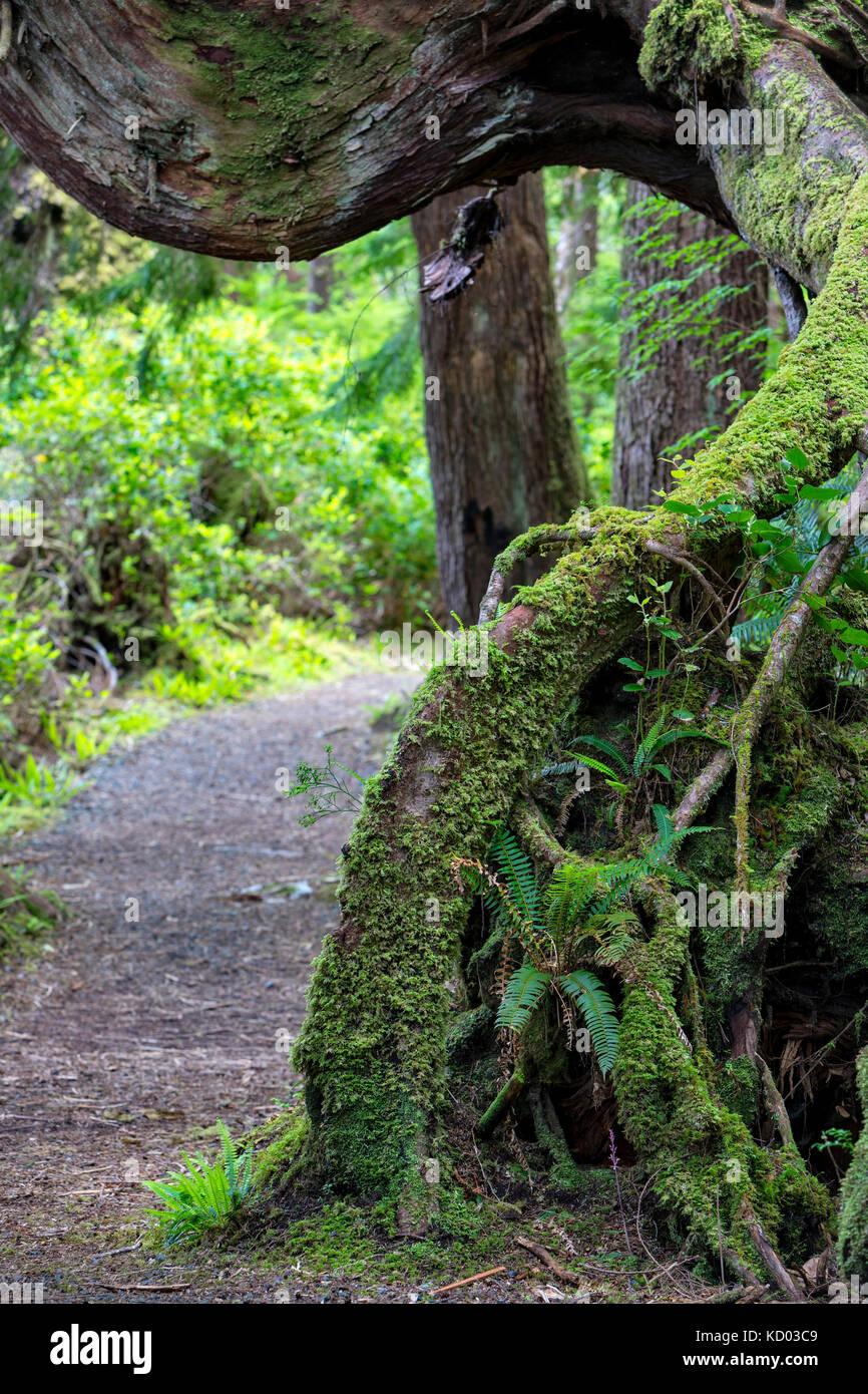 Pfad in ein Pflegeheim Baum im Regenwald, Cape Scott Provincial Park, Vancouver Island, British Columbia, Kanada Stockfoto