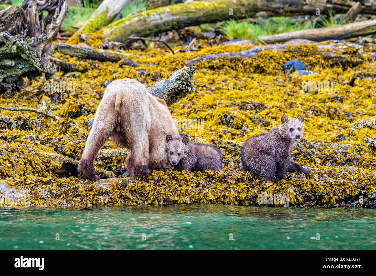 Grizzly Bär Mutter mit zwei Jungen Nahrungssuche entlang der Ebbe im Knight Inlet, British Columbia, Kanada Stockfoto