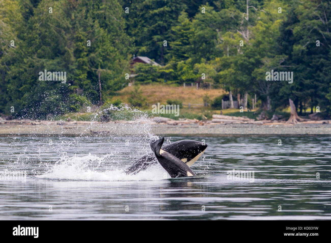 Northern resident Killer Wale Zahlen vor Malcolm Island, British Columbia, Kanada. Stockfoto