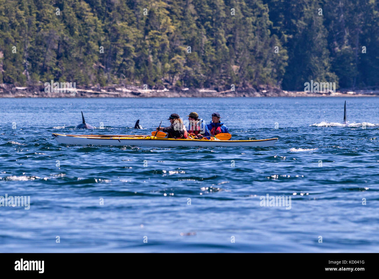 Schwertwale und Kajakfahrer in Johnstone Strait, aus Vancouver Island, British Columbia, Kanada. Stockfoto
