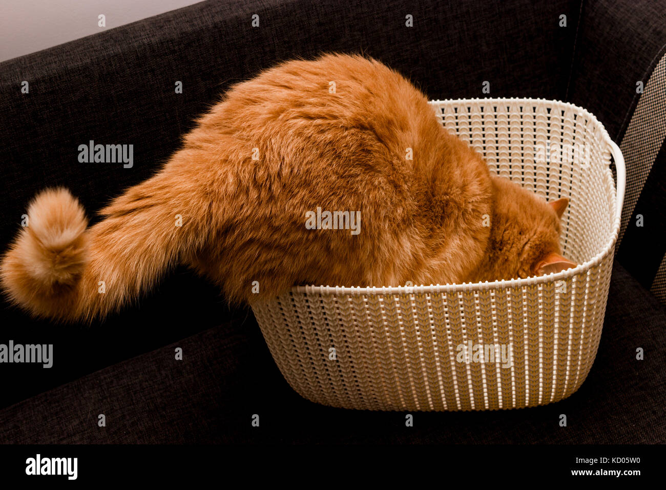 Neugierig rote Katze Stockfoto