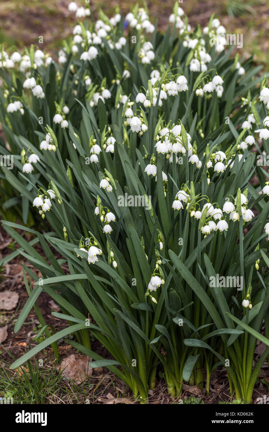 Leucojum aestivum, Sommerschneeflocke oder Loddon Lily, blüht in einem Garten Blumen am Rasen Stockfoto