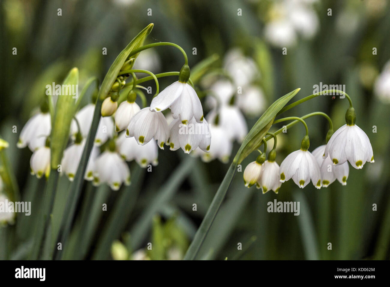 Sommer Schneeflocke Leucojum aestivum Nahaufnahme Blume Stockfoto