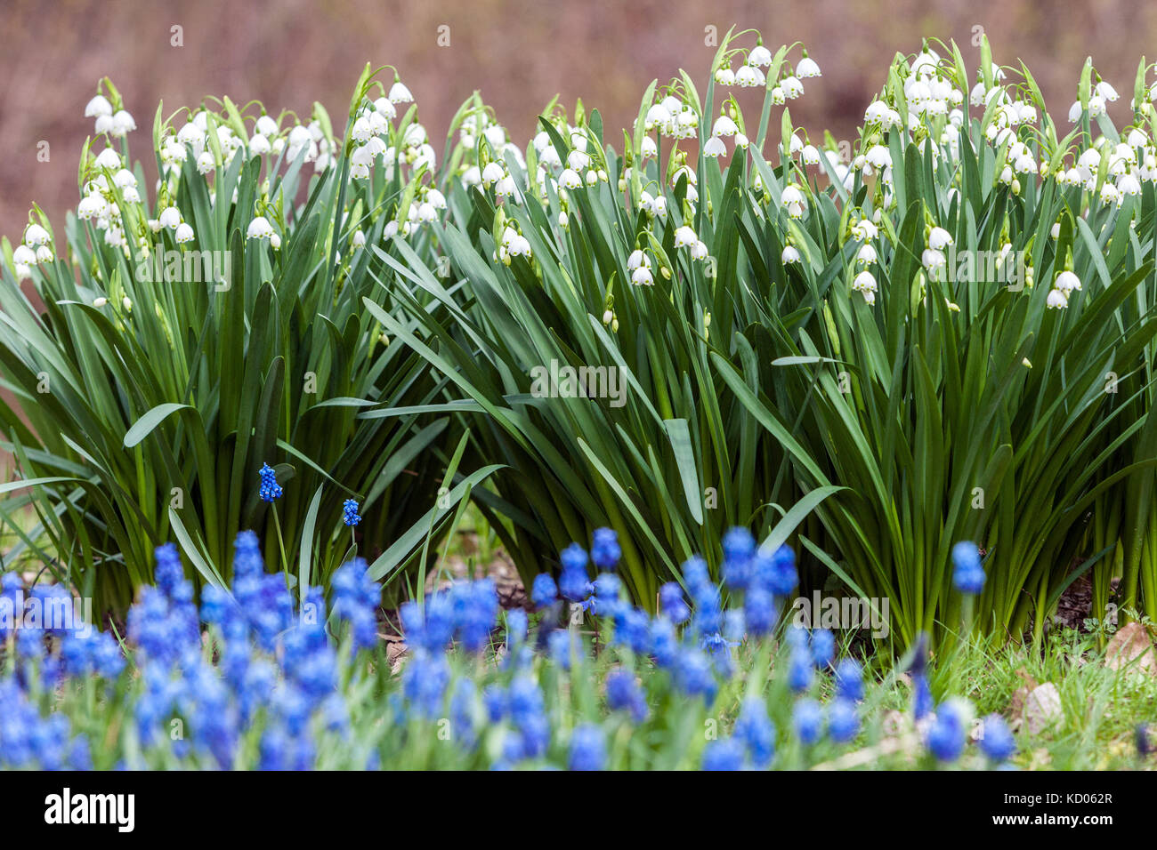 Leucojum aestivum White Snowflake oder Loddon Lily, Frühlingsgarten Rasenblumen Muscari armeniacum Stockfoto