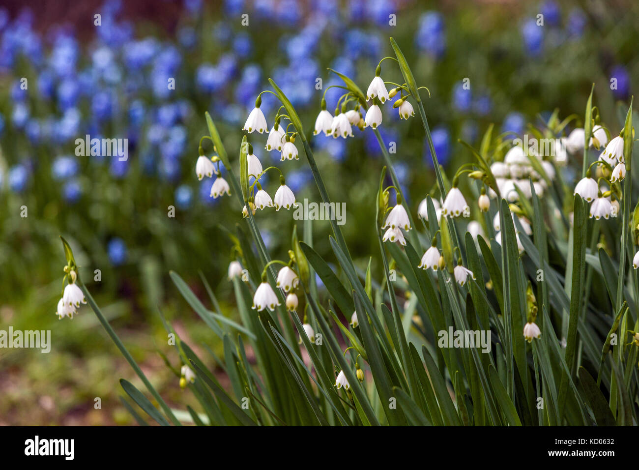 Leucojum aestivum Snowflake oder Loddon Lily, blüht in einem Garten Rasen blüht Muscari Stockfoto