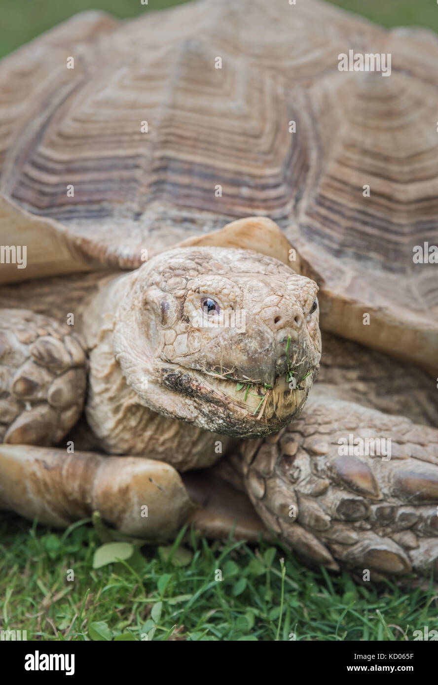 Sulcata Schildkröte ion Rasen Nahaufnahme Porträt Stockfoto