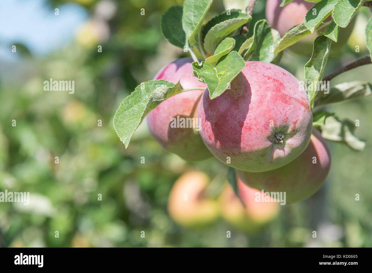 Schöne rote Äpfel am Zweig im Herbst Stockfoto