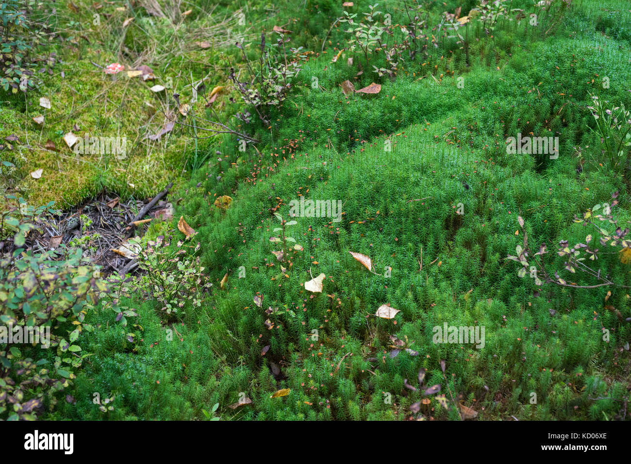 Haarschutzmoos, Polytrichastrum formosum Stockfoto