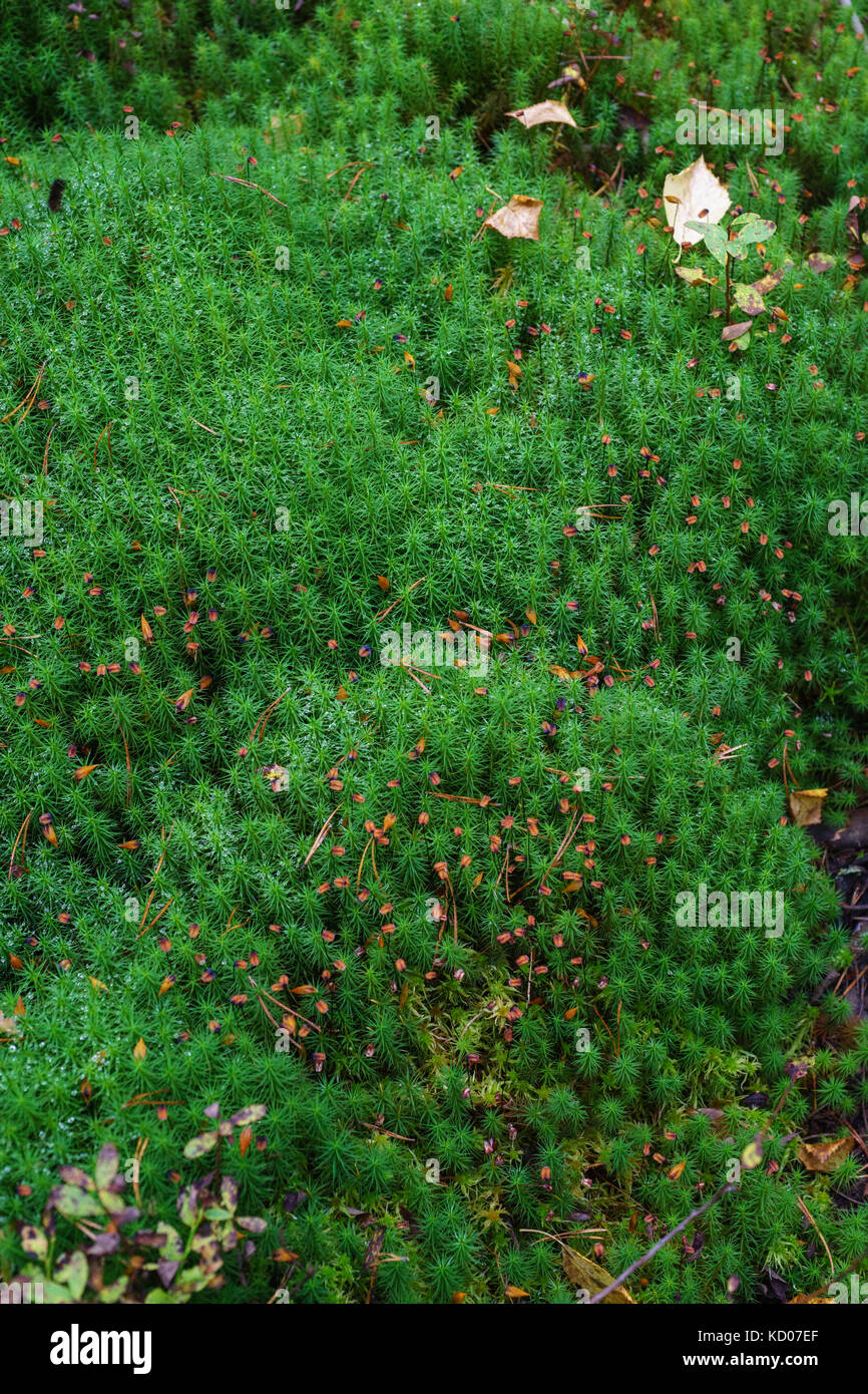 Haarschutzmoos, Polytrichastrum formosum Stockfoto