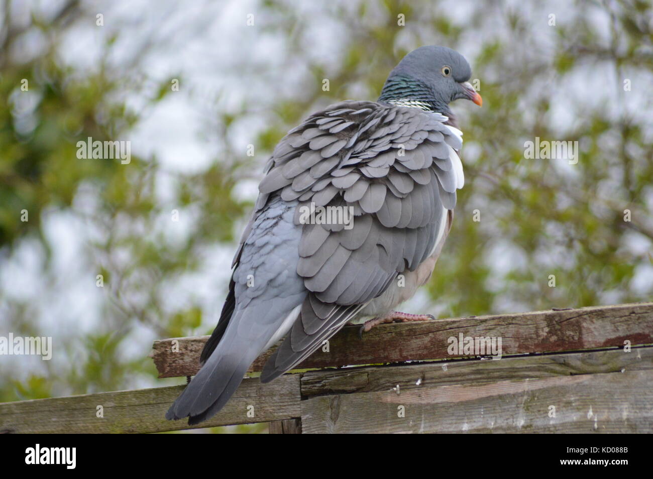 Holz Pidgeon Stockfoto
