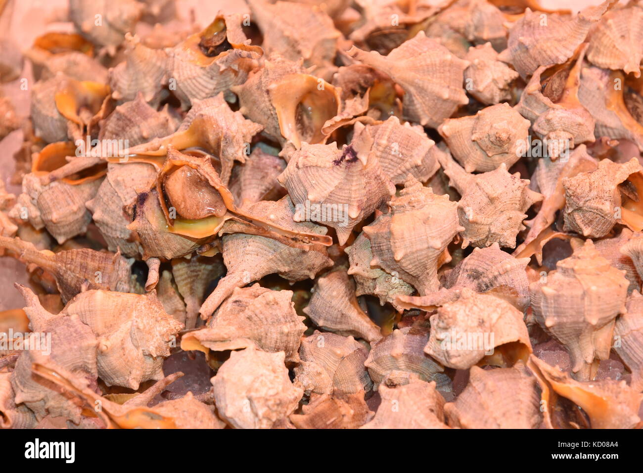 Mercat St. Josep, der Markt La Boqueria, Las Ramblas. Barcelona. Katalonien. Spanien Stockfoto