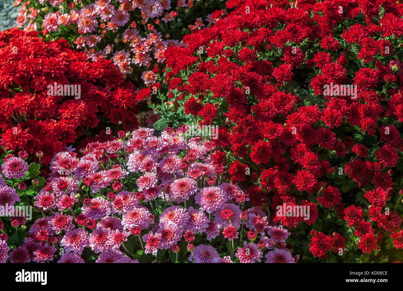 Tief rot und rosa Topfchrysanthemen. Stockfoto