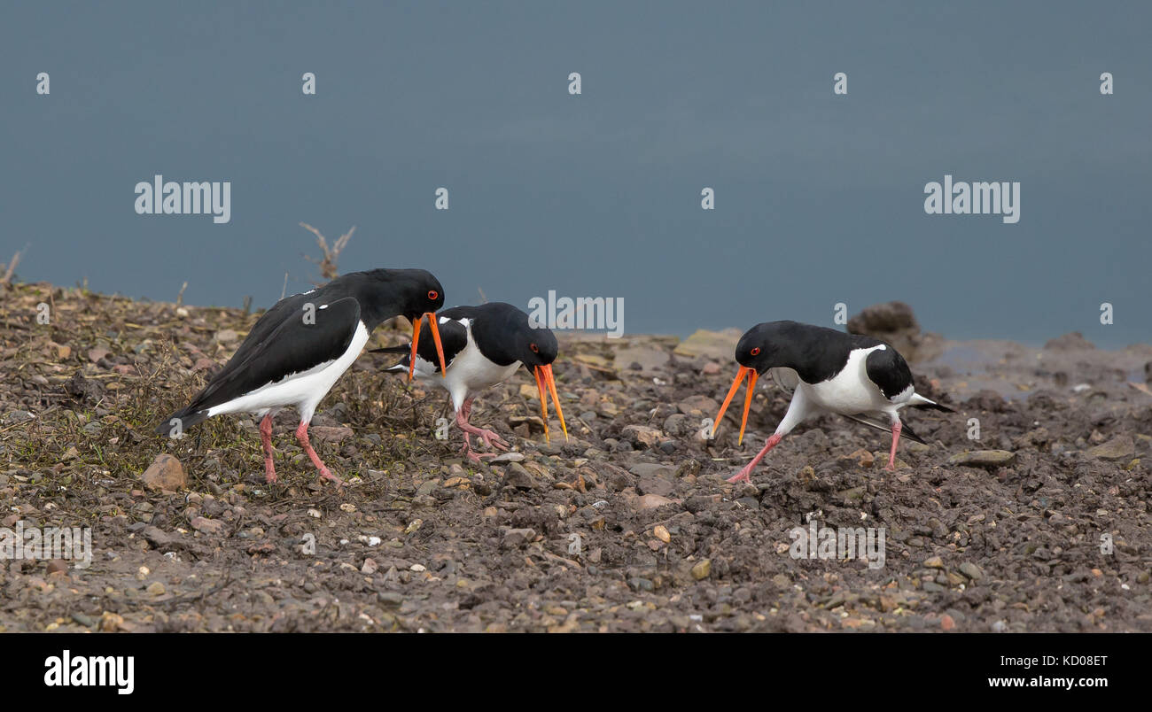 Nahaufnahme lustige UK Austernfischer Vögel (Haematopus ostralegus) Köpfe nach unten, Schnäbel öffnen weit, Fütterung im Schlamm, bei der Arbeit zusammen Sondierung für Würmer, Feuchtgebiet. Stockfoto