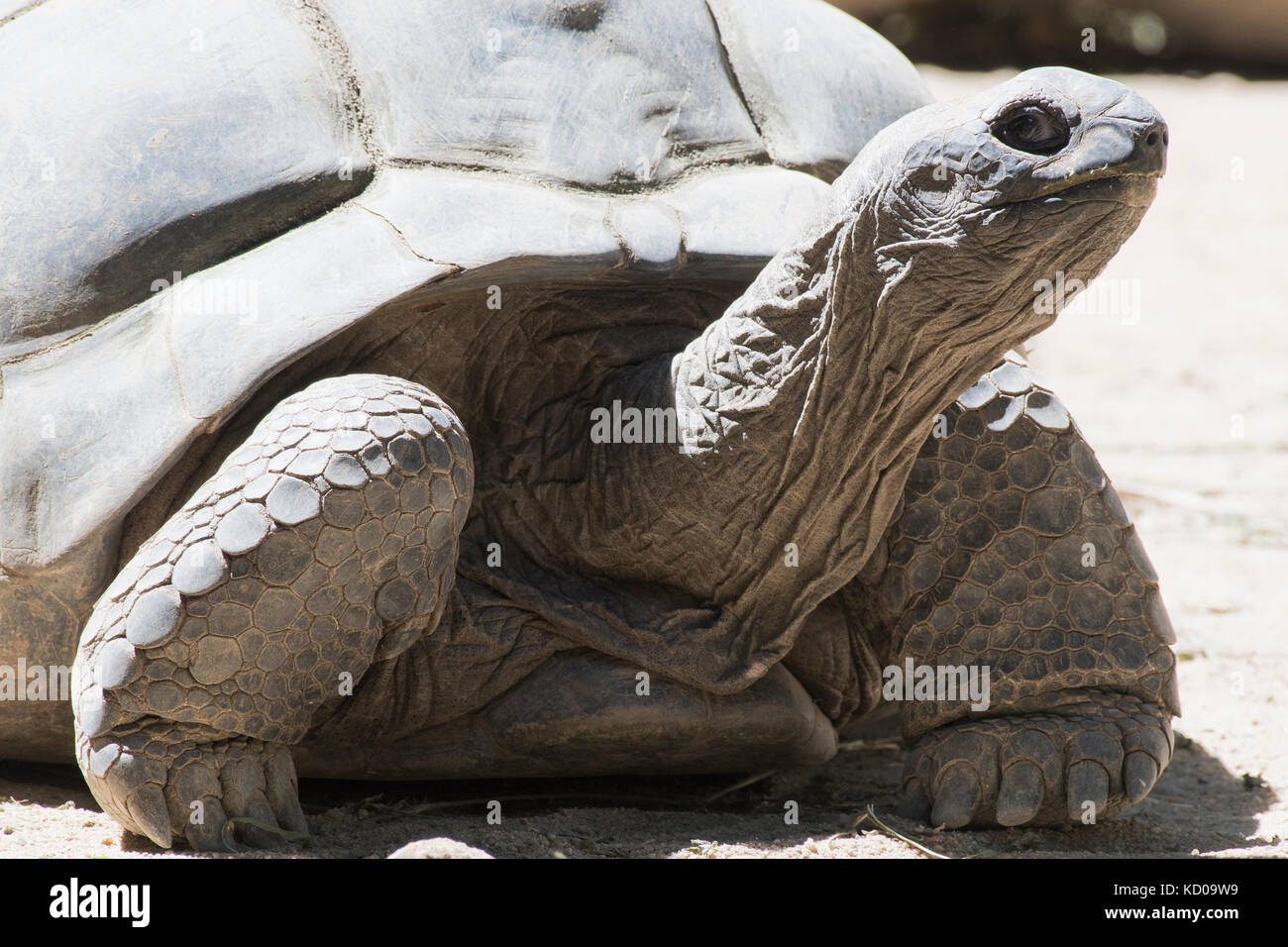 Aldabra Riesenschildkröte (aldabrachelys gigantea), Praslin, Seychellen Stockfoto