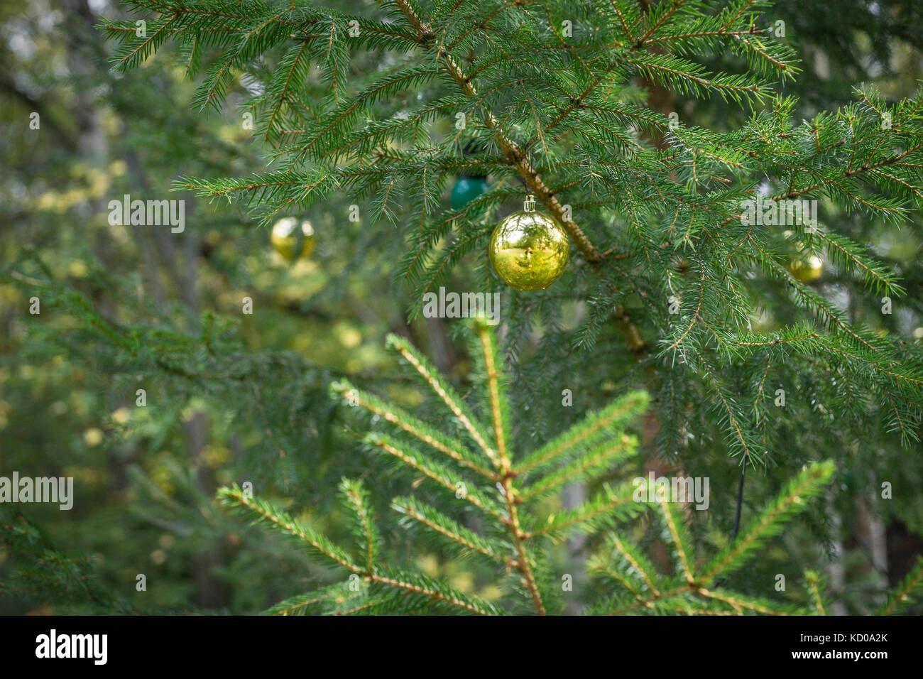 Weihnachtsschmuck hängen von Zweigen der Tanne im Freien Stockfoto