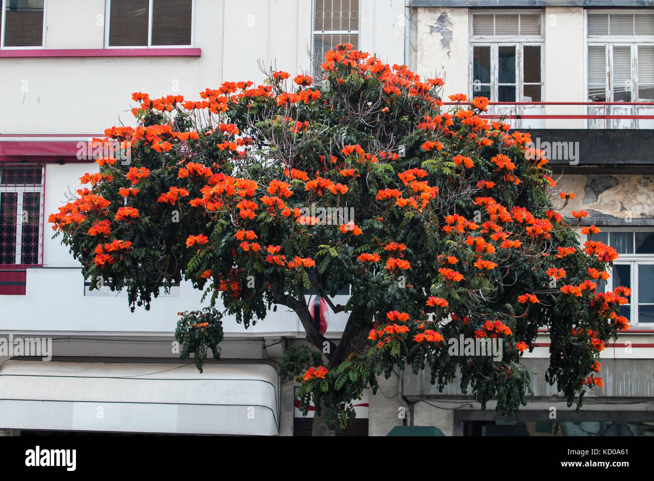 Ansicht des beaufitul afrikanischer Tulpenbaum (spathodea campanulata). Stockfoto