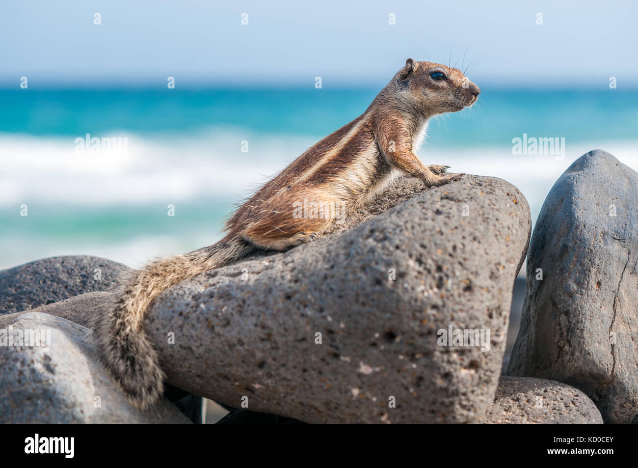 Barbary Erdhörnchen (Atlantoxerus Getulus) auf den Felsen mit den Strand auf dem Hintergrund posiert. Piedras caidas Beach, Fuerteventura, Kanarische Insel Stockfoto