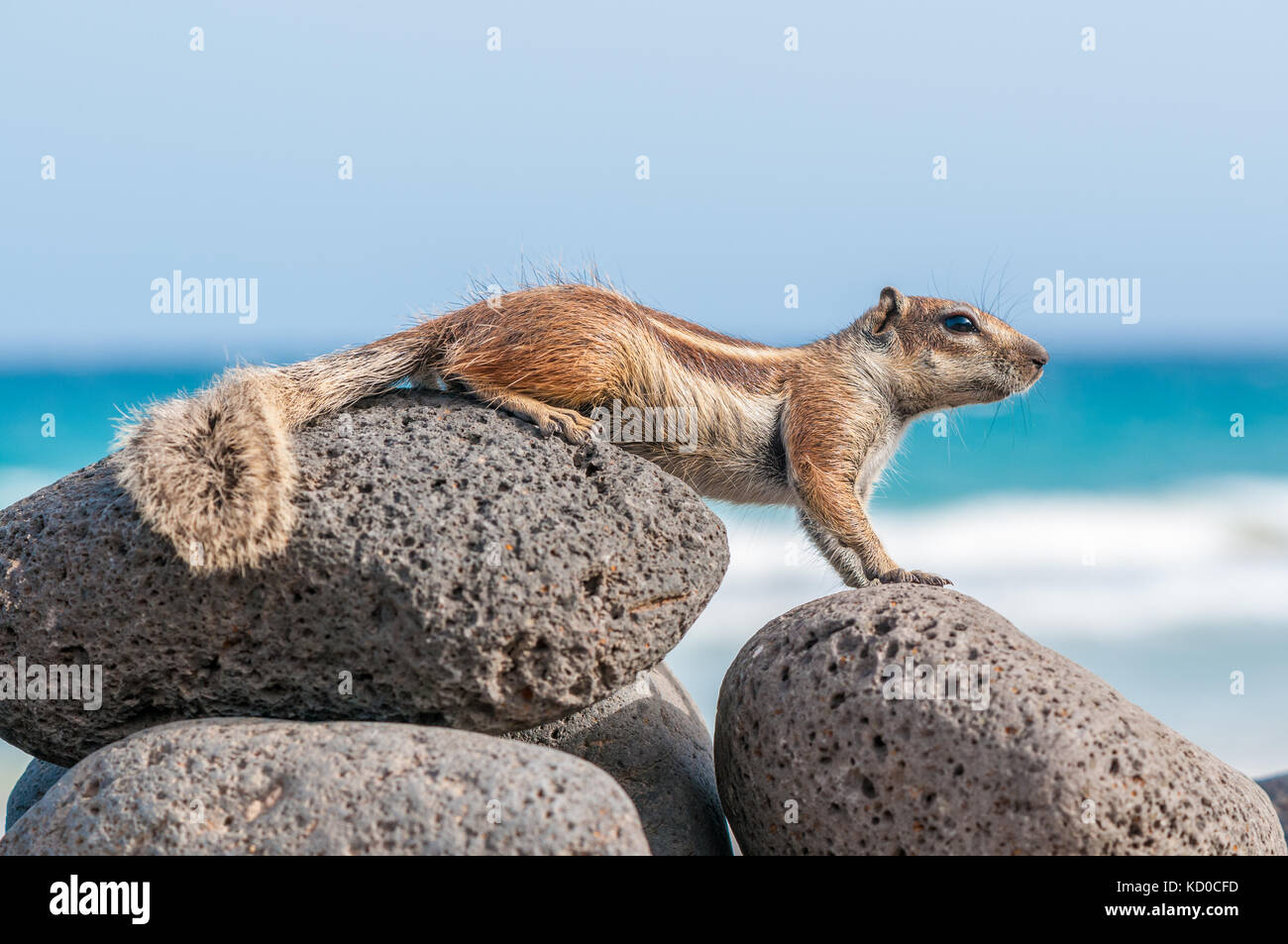 Barbary Erdhörnchen (Atlantoxerus Getulus) auf den Felsen mit den Strand auf dem Hintergrund posiert. Piedras caidas Beach, Fuerteventura, Kanarische Insel Stockfoto
