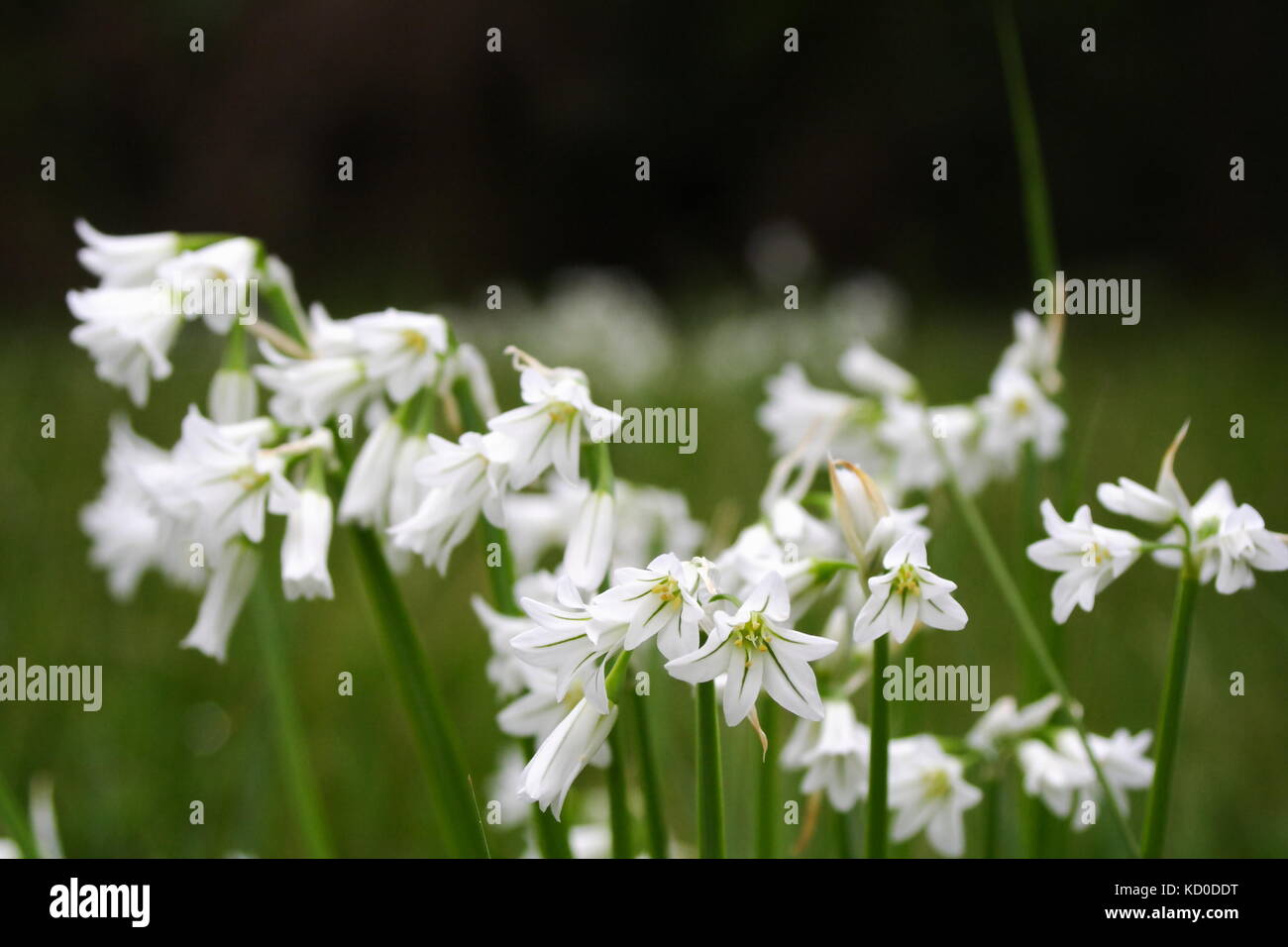 Zwiebel Unkraut - Allium triquetrum Stockfoto