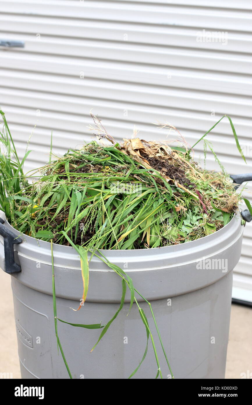 Grasschnitt in Mülleimer Stockfoto