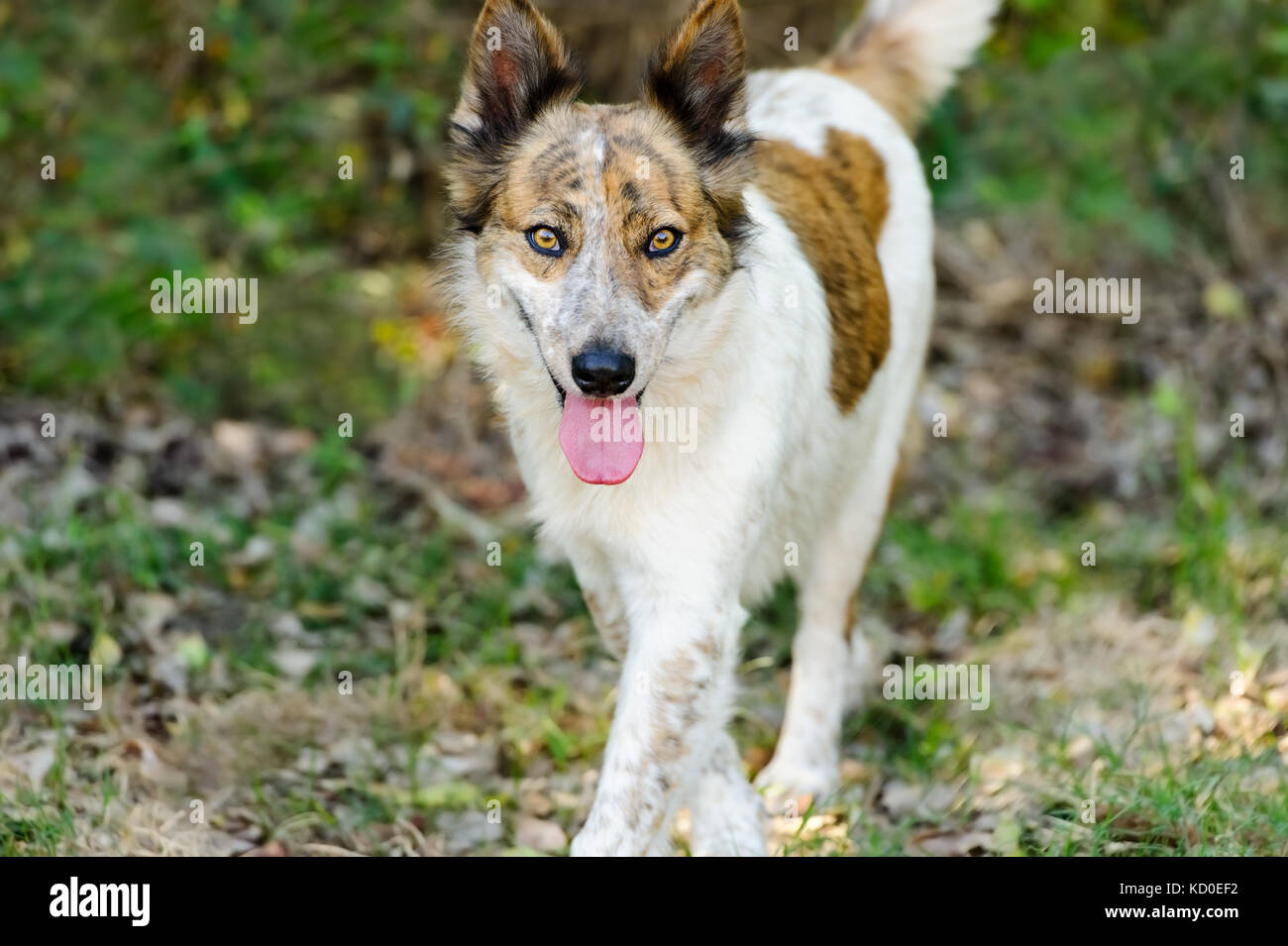 Der Collie ist ein wunderschöner reinrassiger Collie Hund mit leuchtend gelben Augen und rosa Zunge raus in die Natur. Stockfoto