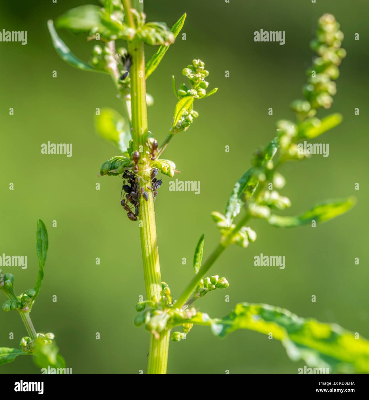 Blattläuse Kolonie und einige Ameisen auf grüne Vegetation in sonnigem Ambiente Stockfoto