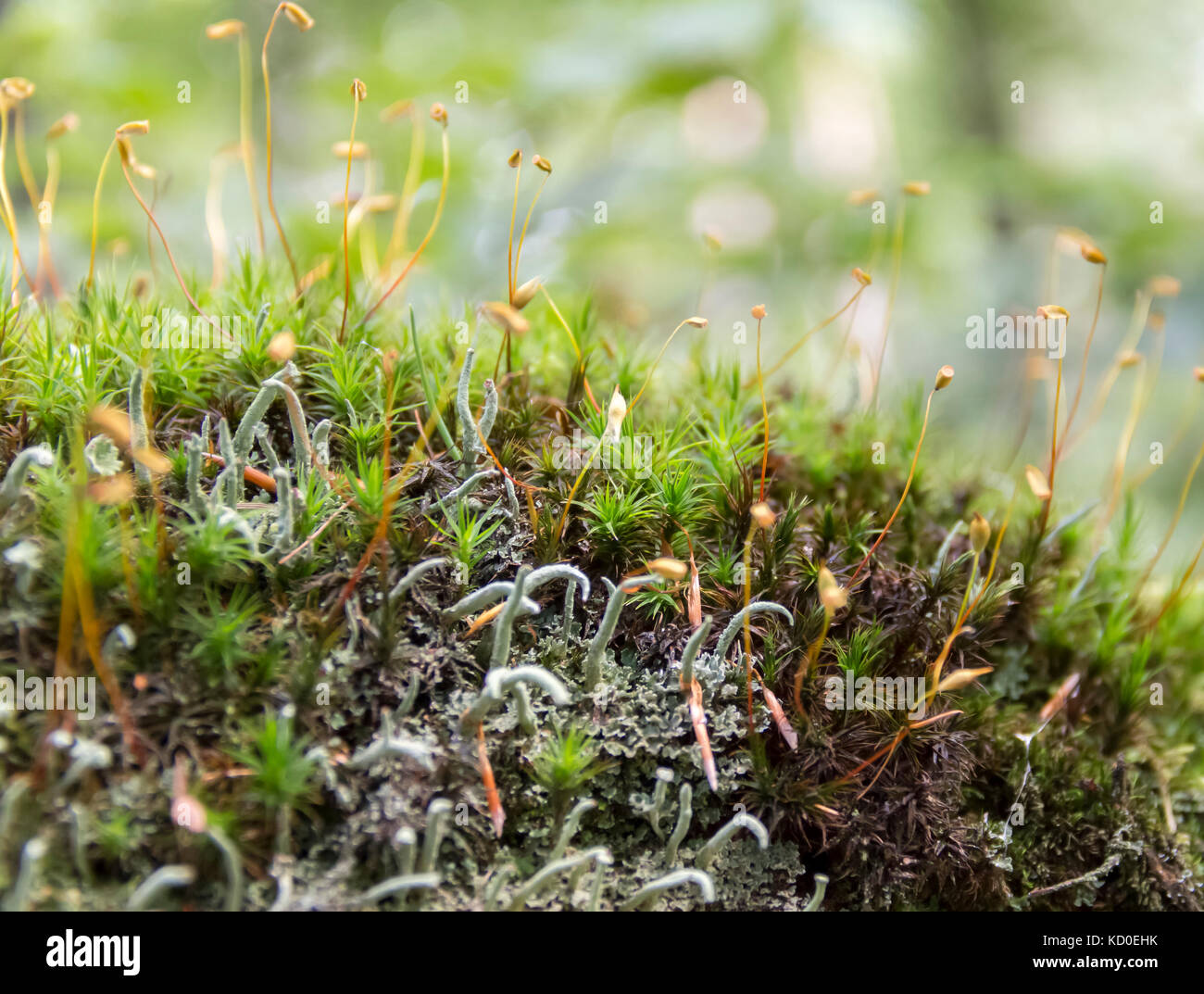 Low Angle Makroaufnahme mit Moosen mit Sporen Stockfoto