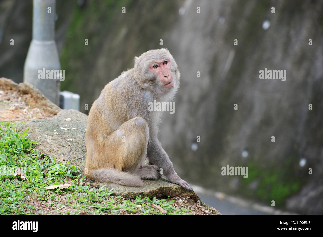 Laurel Monkey Stockfoto