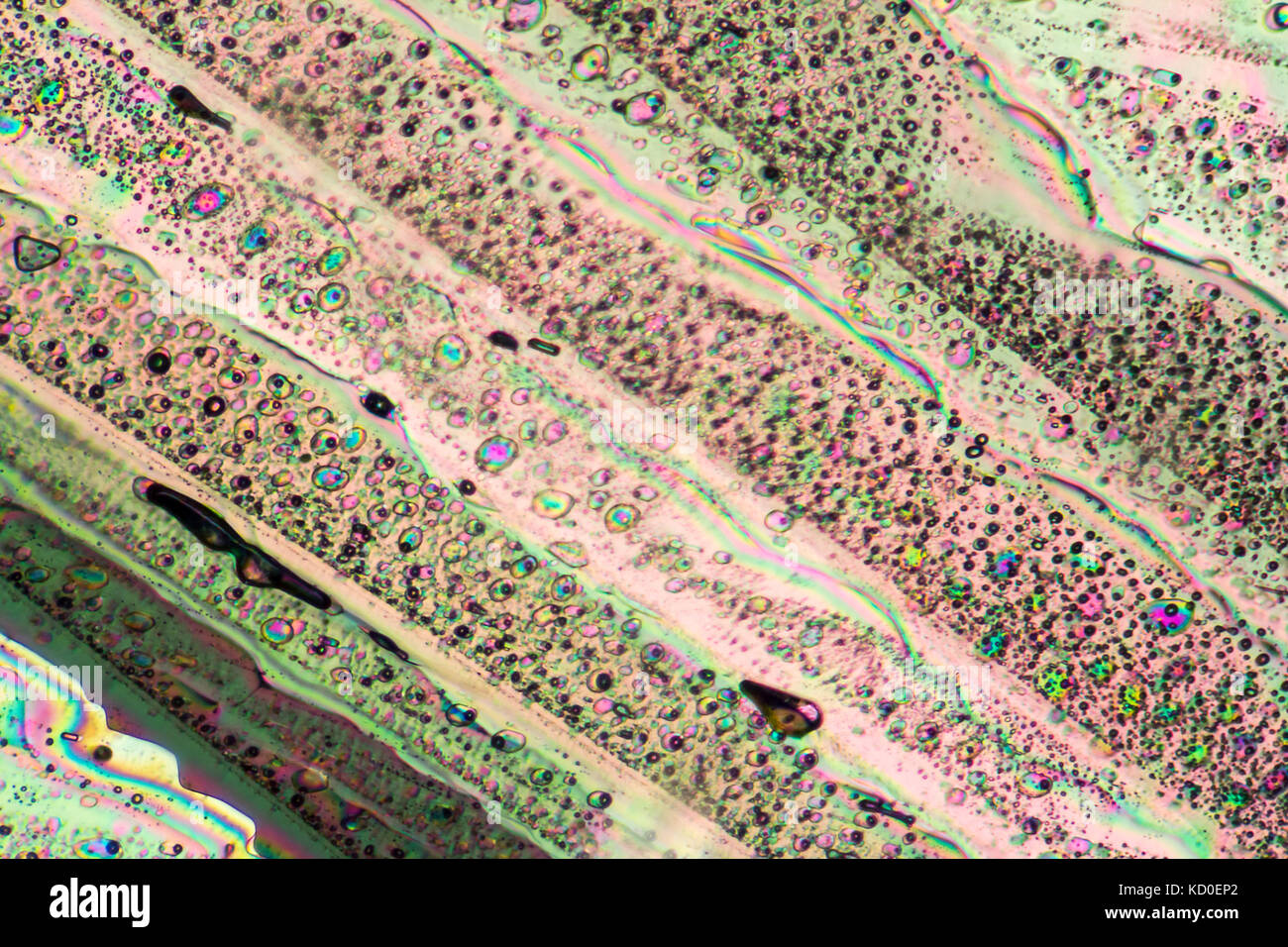 Bunte mikroskopische Aufnahme von Natriumacetat micro Kristalle in polarisiertem Licht Stockfoto