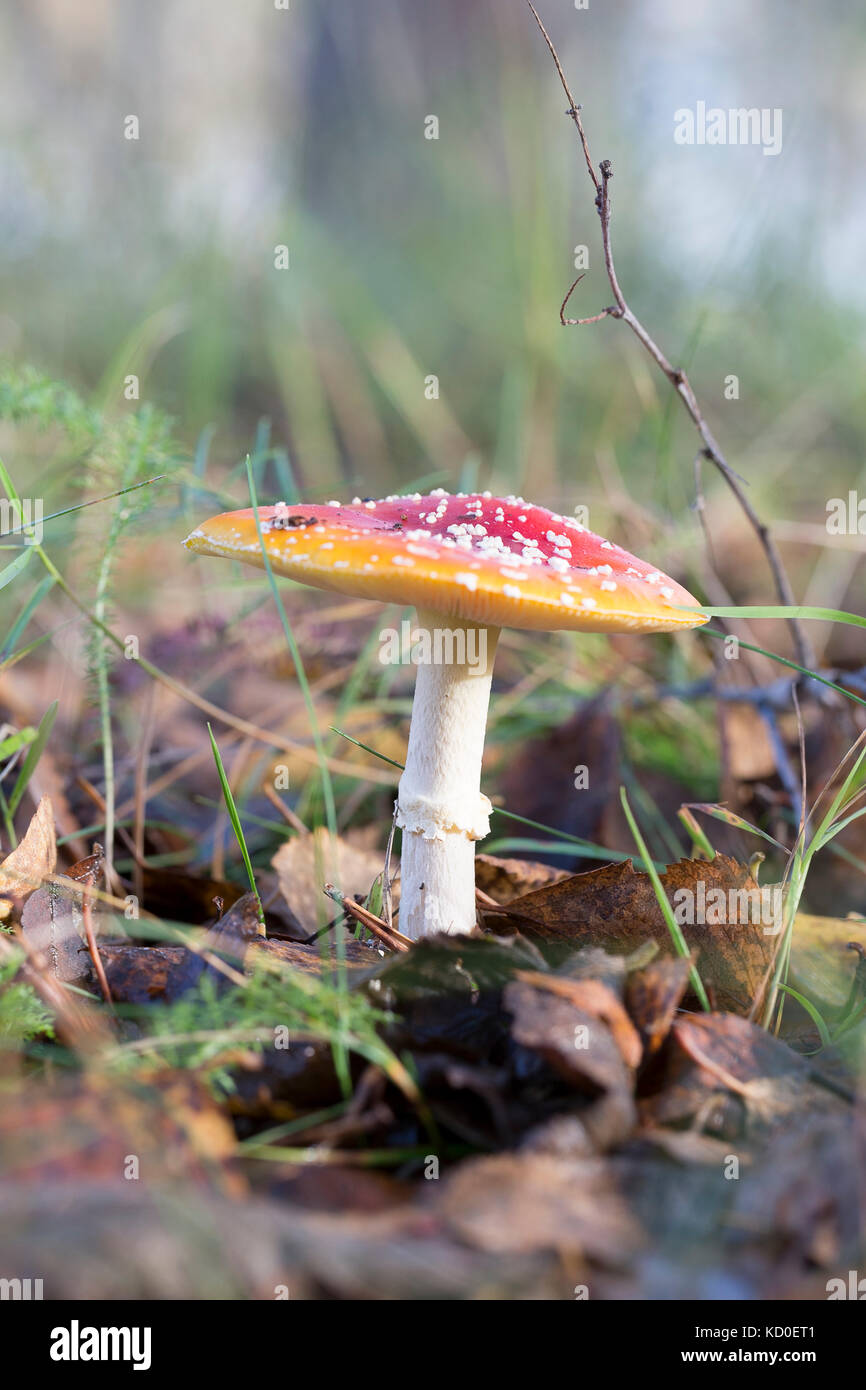 Fliegen amanita Pilz mit Herbstlaub. Stockfoto