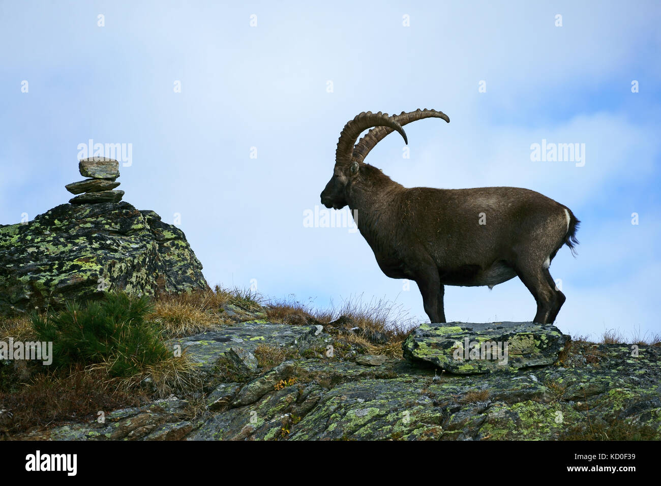 Männliche Steinbock auf felsigen Grat, Wildwanderweg Hannig, Saas Fee, Wallis, Schweiz Stockfoto