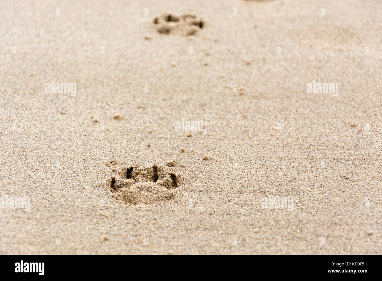 Pfad der Spuren der Hund die Pfote in den Sand Stockfoto