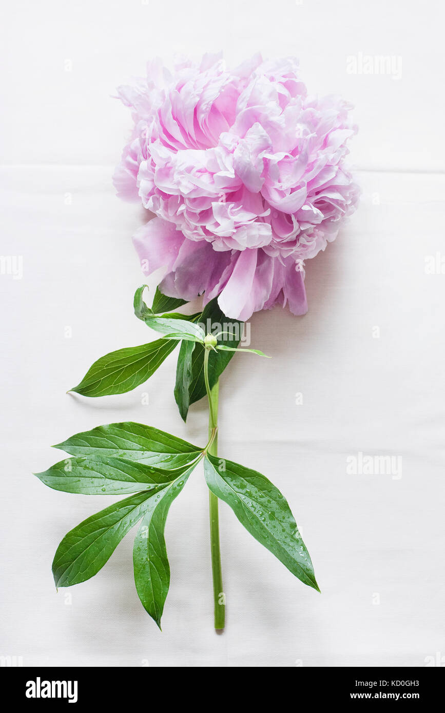 Rosa Pfingstrose auf weißem Leinen Tischdecke Stockfoto