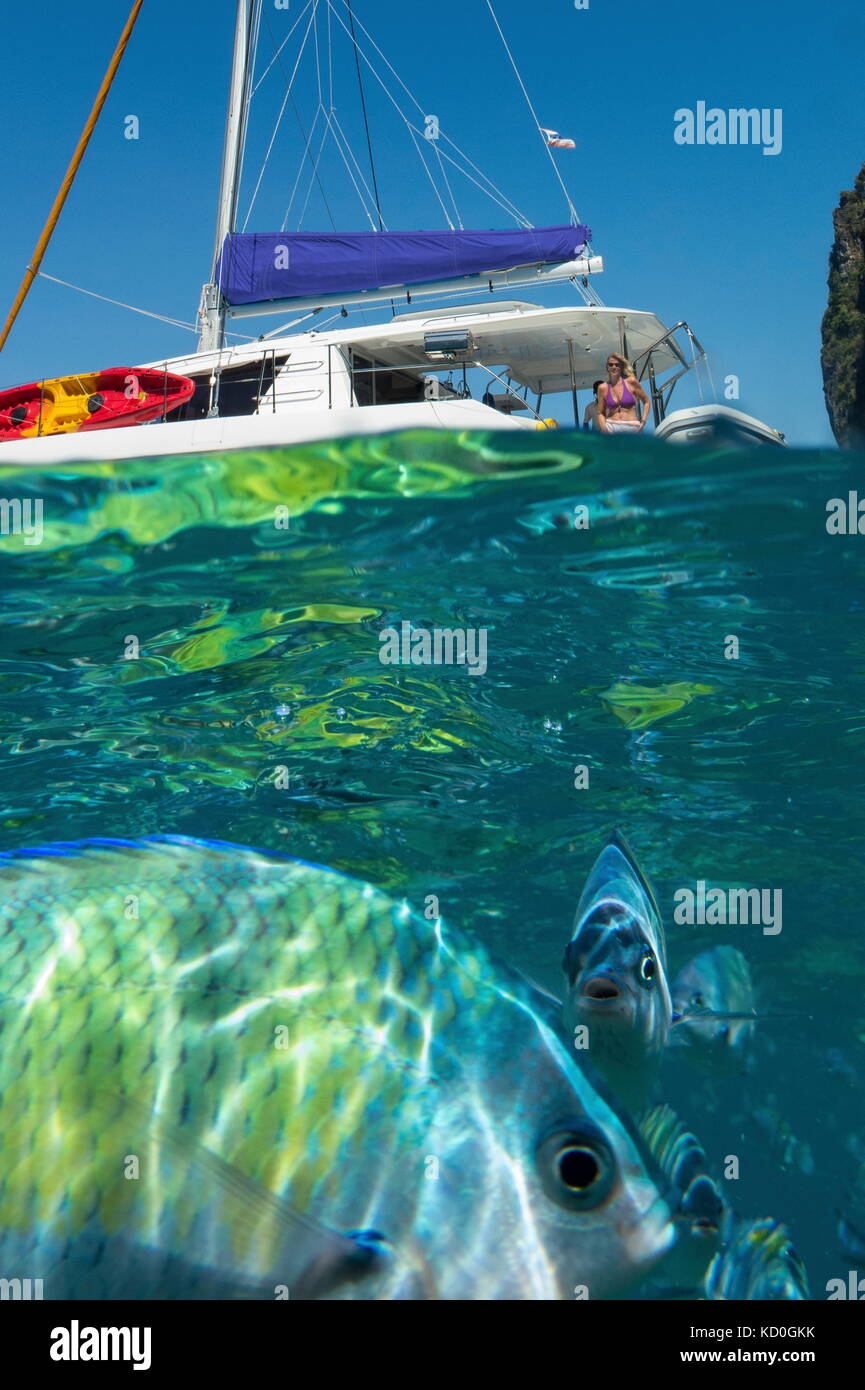 Unterwasser Bild von Fischen mit der Yacht, Koh Phi Phi Leh, Krabi, Thailand, Asien Stockfoto
