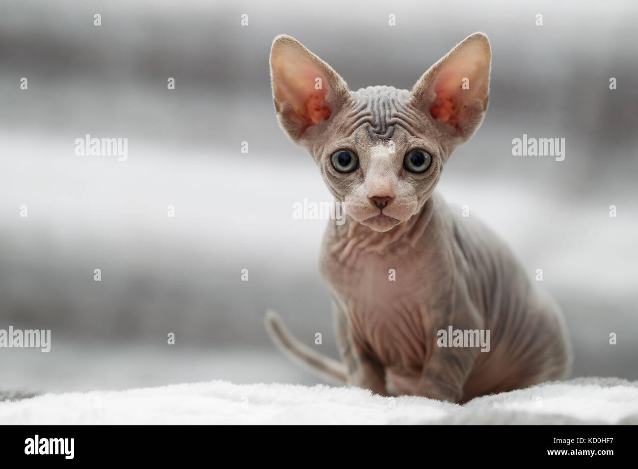 Tier Portrait von sphynx cat bei Camera suchen Stockfoto