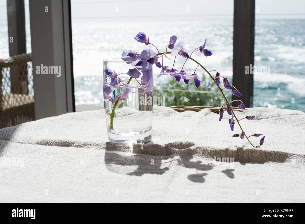 Schnittblume in Glas Wasser Stockfoto