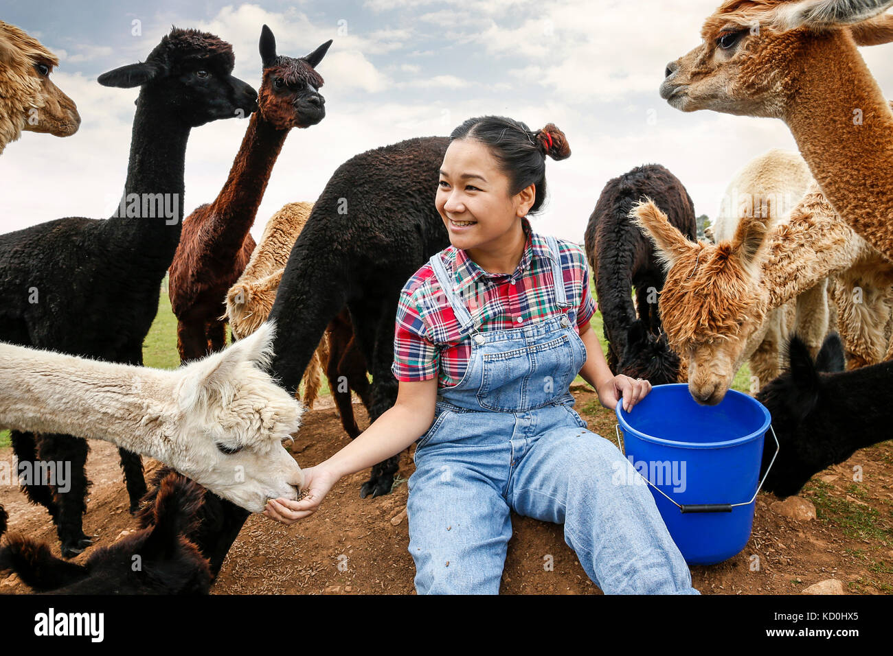 Frau Fütterung Alpakas auf der Farm Stockfoto