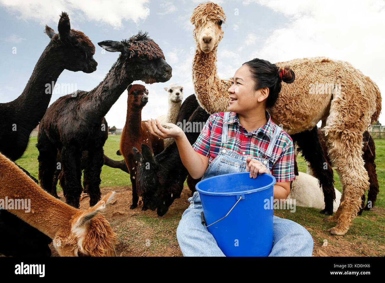 Frau Fütterung Alpakas auf der Farm Stockfoto